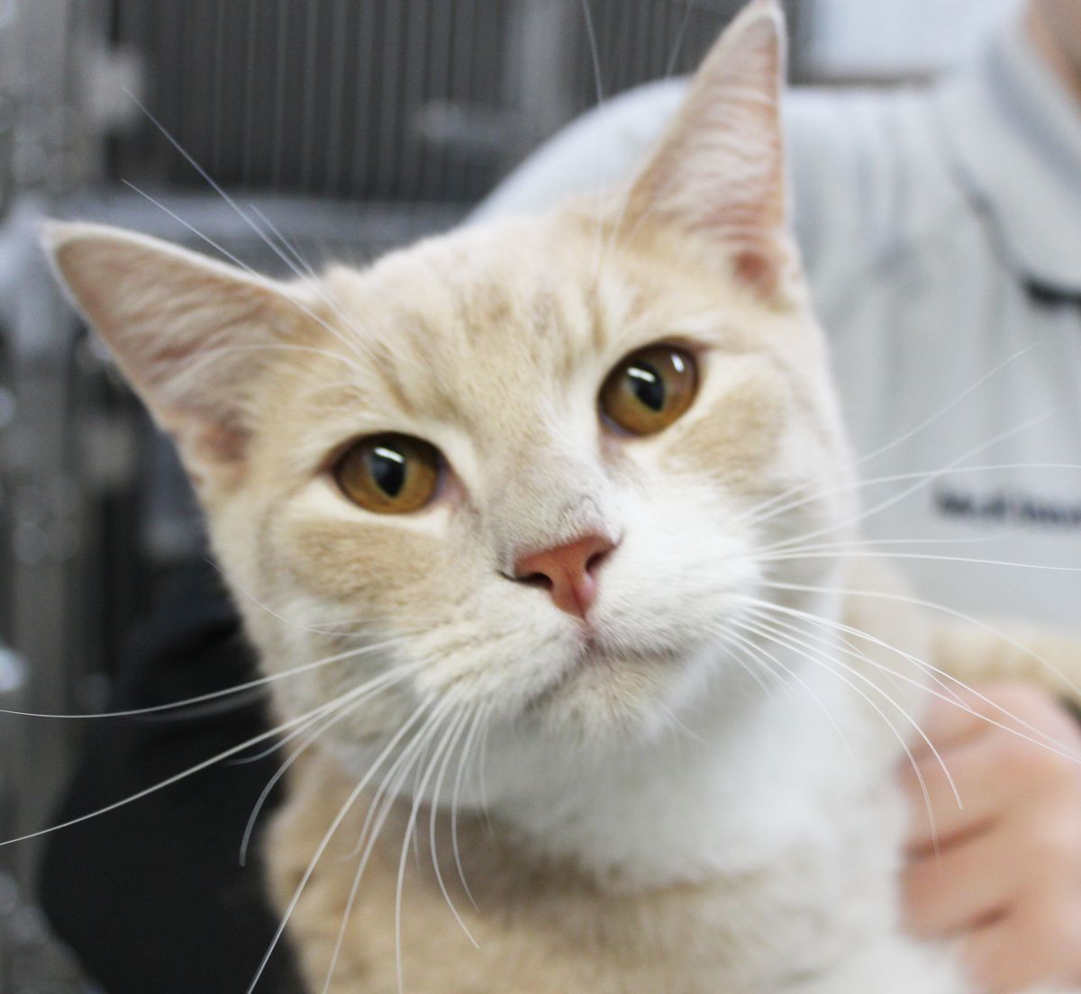 PET OF THE WEEK: Romeo